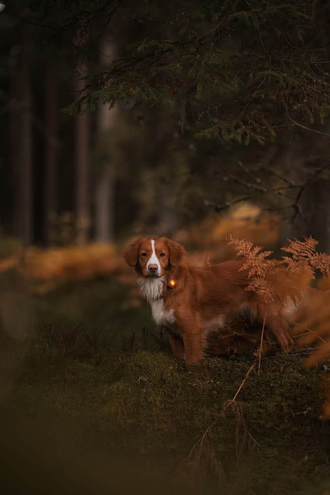 Dual -turvavalo, Amber, view: 2