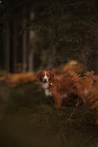 Dual -turvavalo, Amber - view: 2