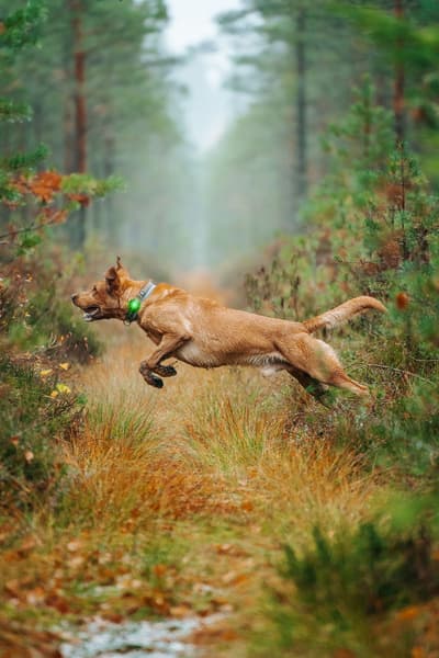 Vihreä Dual, view: 1