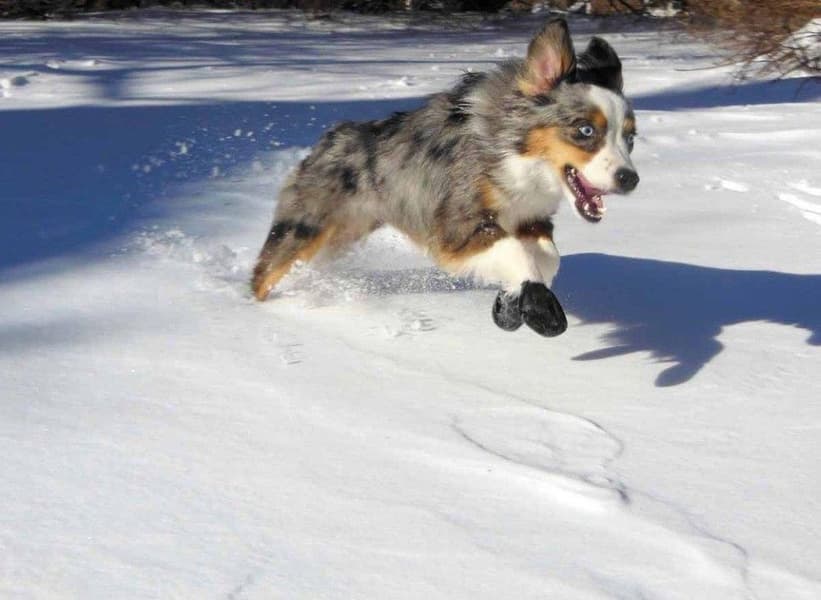 Dog Boots Black L, view: 6