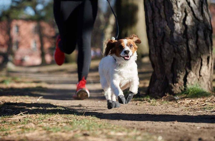 Dog Boots Black XL, view: 5