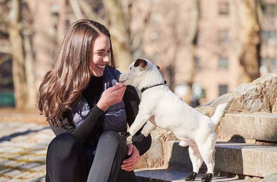 Dog Boots Black XL, view: 4