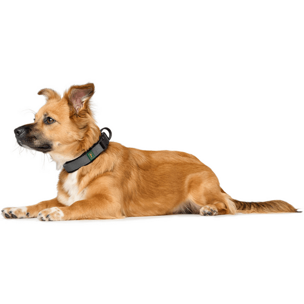 Collar Maldon 45-55/L Black/Grey, view: 3