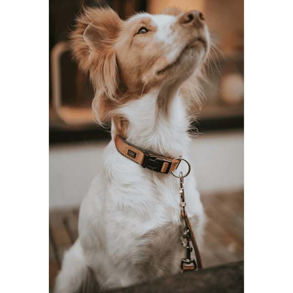 Collar Neoprene VP 45/M Copper/Grey, view: 2