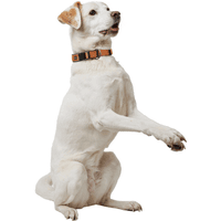 Collar Neoprene VP 45/M Copper/Grey - view: 1