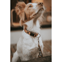 Collar Neoprene VP 40/S-M Copper/Grey - view: 2