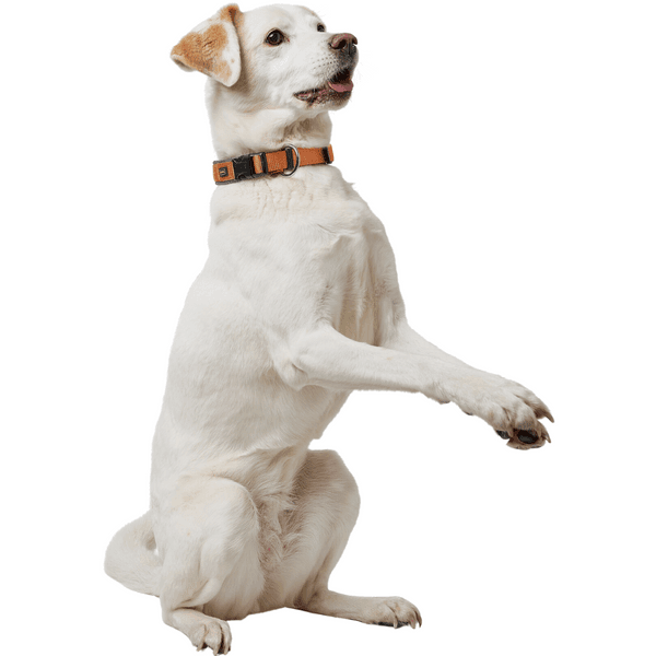 Collar Neoprene VP 40/S-M Copper/Grey, view: 1