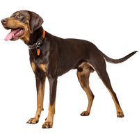 Collar Lemvig 55/M Leather Orange/Dark Brown - view: 3