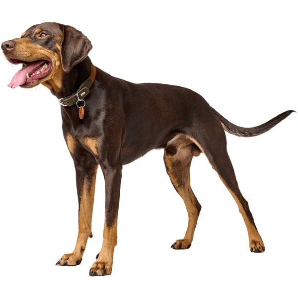 Collar Lemvig 45/S Leather Cognac/Olive Green, view: 3