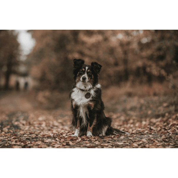 Collar Aalborg 52/M Leather Olive Green, view: 4