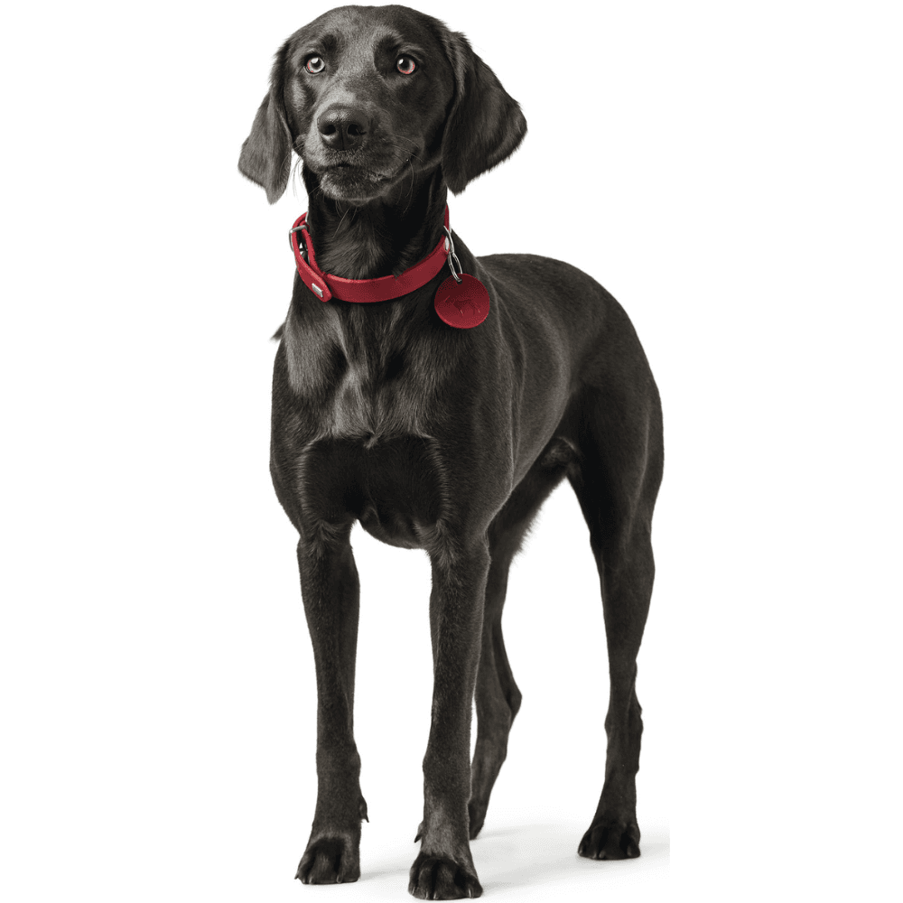 Collar Aalborg 42/S Leather Red, view: 2