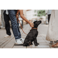 Collar Aalborg 42/S Leather Cognac - view: 2