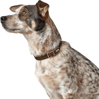 Collar Aalborg 47/S-M Leather Olive Green - view: 3