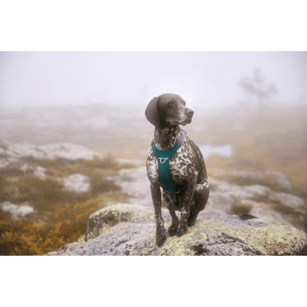 Rover Harness 45-70 cm Peacock, view: 2