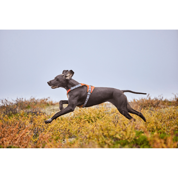 Rover Harness 65-95 cm Cinnamon, view: 3