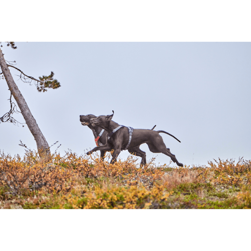 Rover Harness 65-95 cm Raven, view: 2