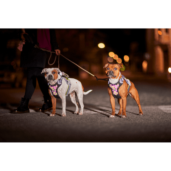 Weekend Warrior Neon Harness II 55-100 cm Licorice, view: 6