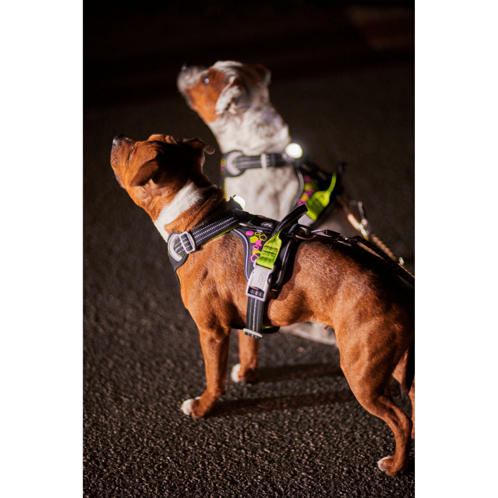 Weekend Warrior Neon Harness II 55-100 cm Licorice, view: 4