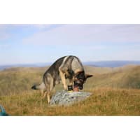 Ultimate Canned Dogfood - Rabbit With Tomato - view: 3