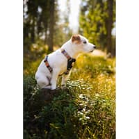 Nightless Night Harness XXS-S Multi - view: 4