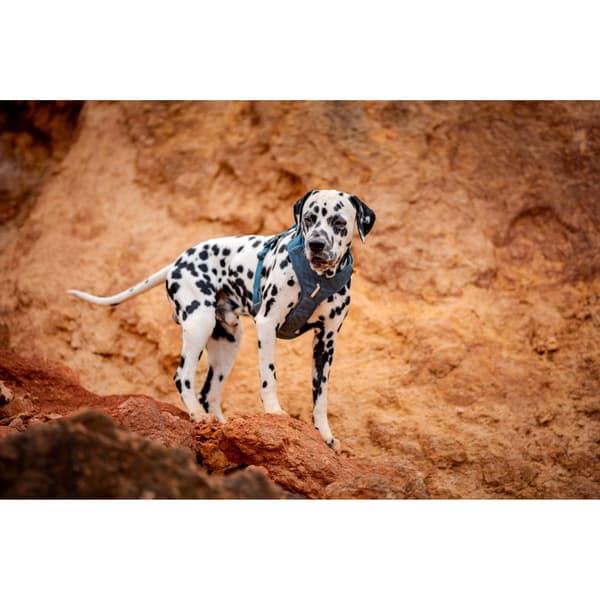 Roam Harness XS Deep Teal Ripple, view: 6