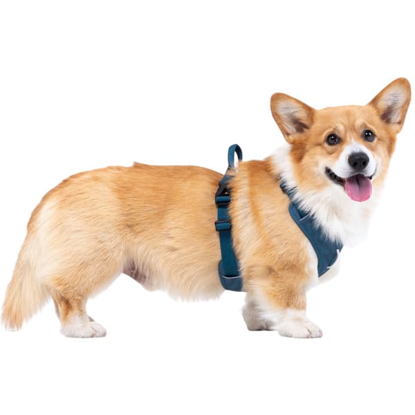 Roam Harness XS Deep Teal Ripple, view: 3