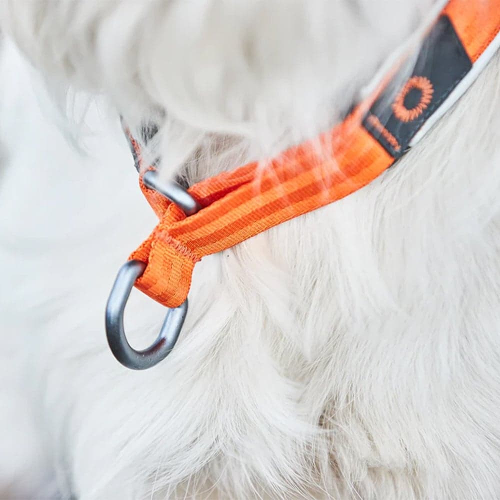 Cruise Collar Orange, view: 1