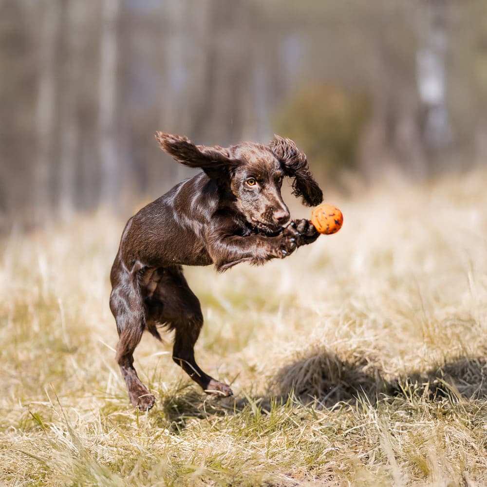 Dog Ball 70X70Mm Orange/Black, view: 2