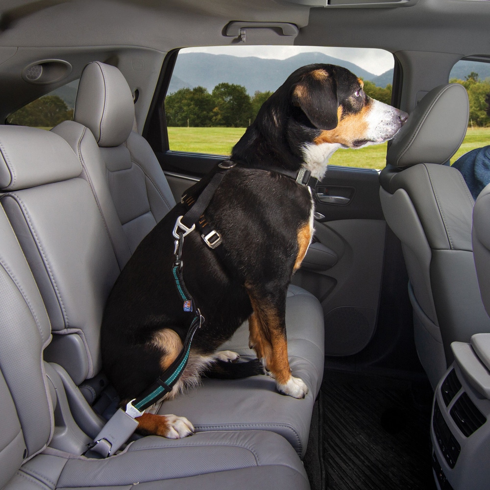 productImage: Direct to Seat Belt Swivel Tether koiran turvavyö, sininen